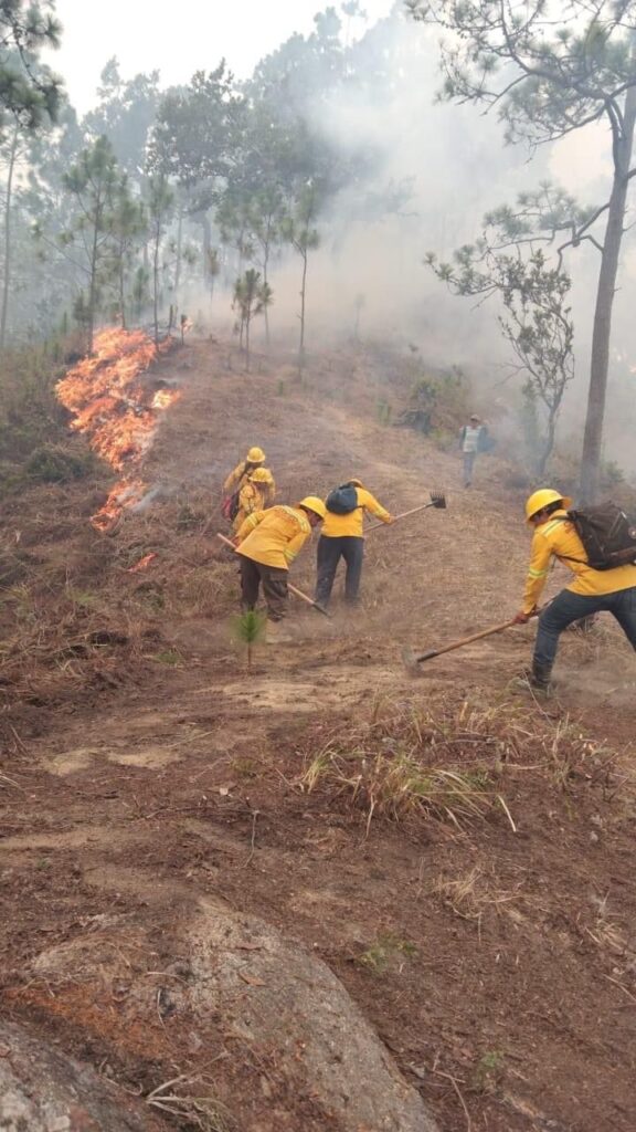 Atiende Coesfo incendio en la Sierra Sur