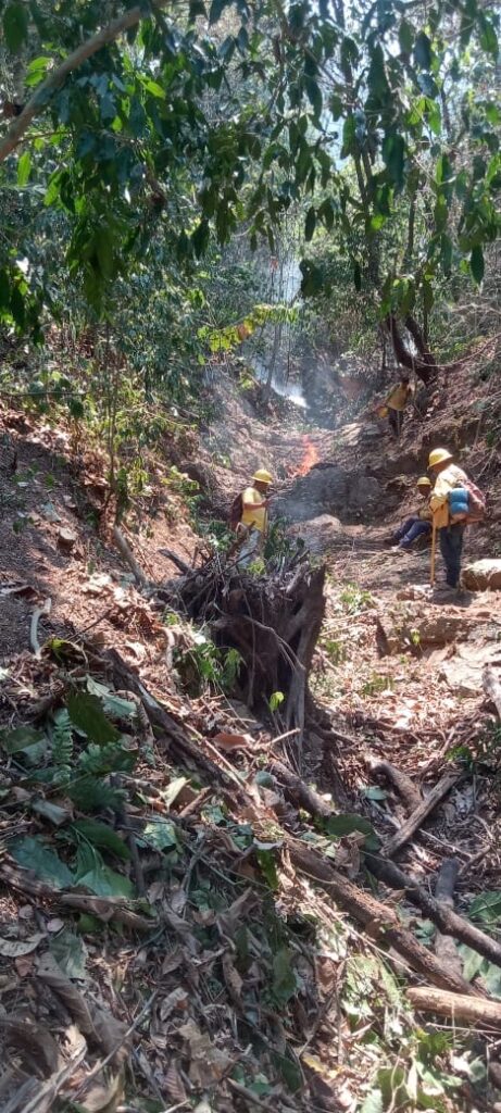 Controlan 100% incendio intermunicipal en Pluma Hidalgo y San Pedro Pochutla