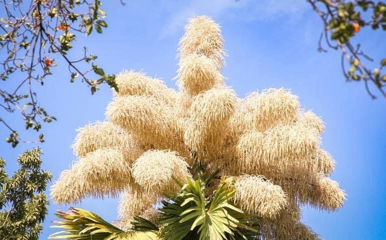 ¿Sabías qué…?La palmera Talipot que mide 15 metros de altura, floreció por primera vez en México y su ejemplar está en #Culiacán.