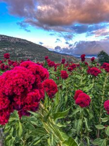 Celebrará Unión Zapata segunda Feria de las Flores de Muertos